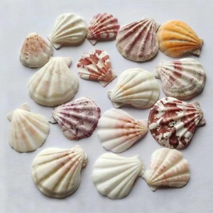 Venta al por mayor de conchas marinas pulidas de Vietnam, conchas de cauri de Tigre, estilo animal, color natural para decoración de muebles - Product Image 5