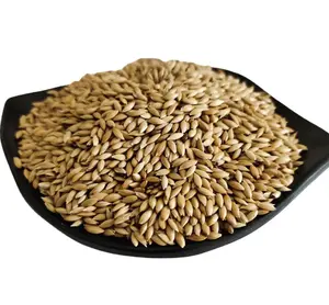 2023 New crop Well processed good quality bird food canary seeds for sale