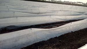 Cubierta para Plantas, Tela No Tejida para Agricultura, Permeable al Aire, Alta Resistencia, Extra Ancha, para Uso en Jardinería - Product Image 6