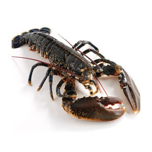 Lobsters entiers crus à livraison rapide pour les programmes d'approvisionnement direct en usine - Product Image 1