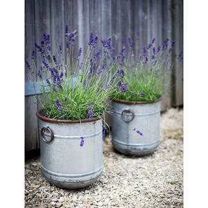 Macetero Vintage para Decoración de Suelos en Hogares, Hoteles y Restaurantes, Última Decoración para el Hogar, Productos Más Vendidos - Product Image 2