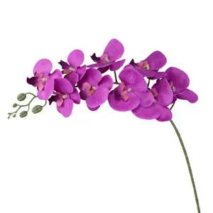 Phalaenopsis konusunda uzmanlaşmış, vietnam'dan güzellikleri için yetiştirilen eşsiz ve renkli orkideler