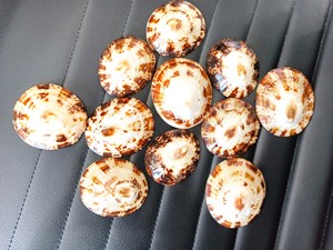 Gran venta, precio más barato, Murex Operculum Shell Limpet, artesanía para decoración del océano de Vietnam - Product Image 5