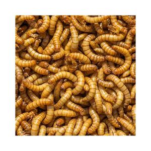 China Domesticated Clean Natural Best Selling Dried Mealworms Bulk Freeze Dried Mealworms - Product Image 2
