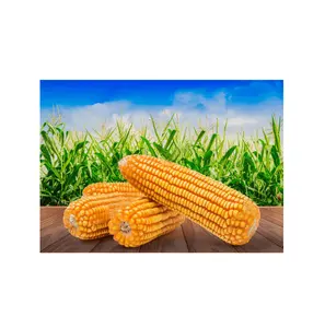 中国黄玉米冷冻IQF黄玉米籽粒出口商优质价格