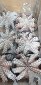 Pulpo Bebé Seco y Congelado de Alta Calidad, Almacenamiento IQF, 12 Meses de Vida Útil, Fabricante E$T, Precio al por Mayor - Product Image 6