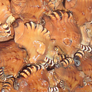 Cymatium lotorium เครื่องประดับเปลือกหอยขัดเงาสีแดงน้ำตาล10-12ซม. เปลือกหอยใหญ่พร้อมด้วยความรักทางทะเลและลวดลายดอกไม้สำหรับตกแต่งบ้าน - Product Image 1