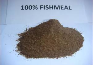 Alimento de alta calidad Harina de pescado de buena calidad para cerdos Lechones Alimento de la mejor calidad Harina de pescado disponible ahora en 5kg,50kg y 1000 kg - Product Image 2