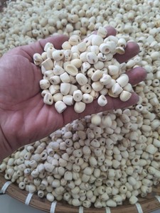 เมล็ดบัวอบแห้งแบบธรรมชาติจากเวียดนาม - Product Image 6
