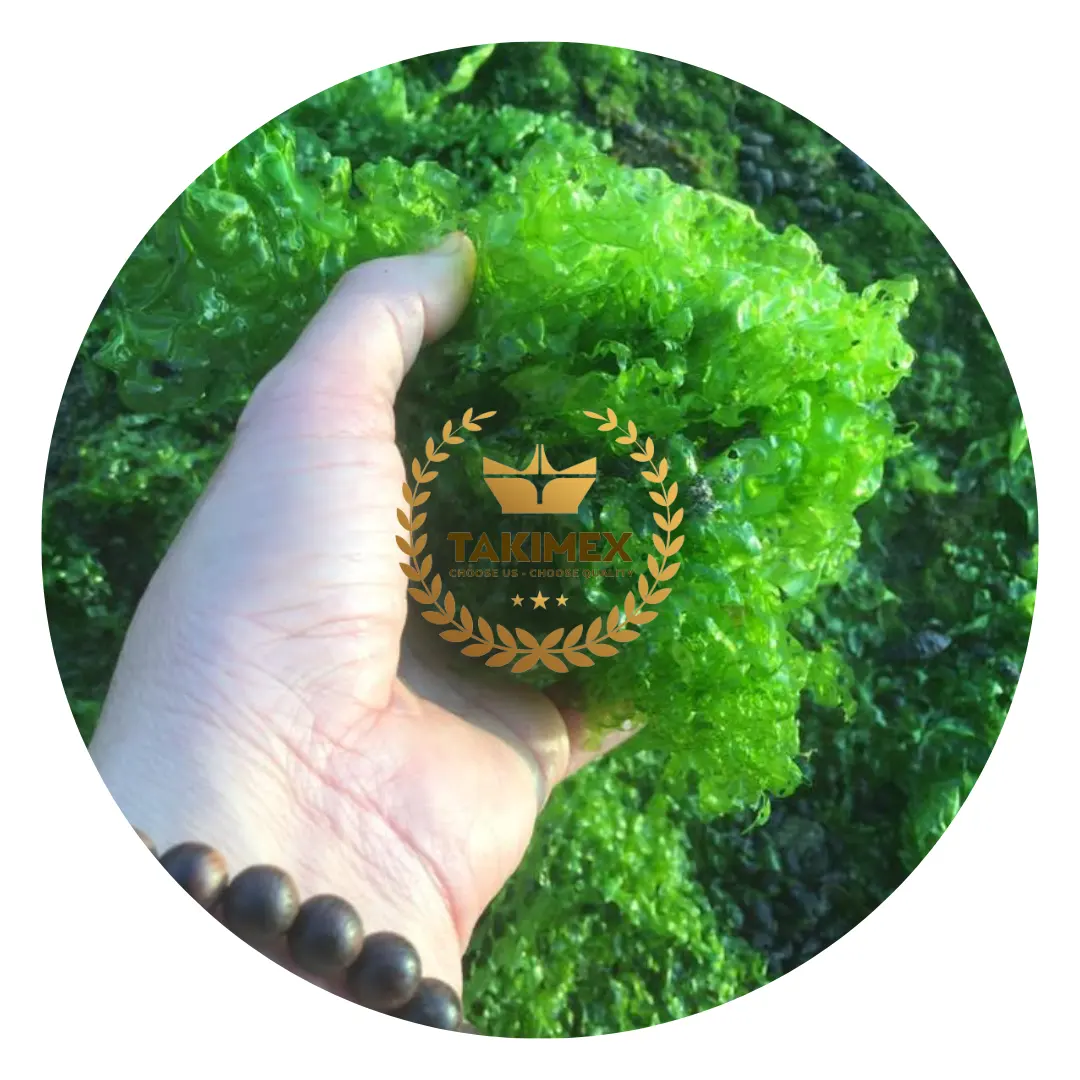 Wholesale Best Quality Dried Green Laver Ulva Lactuca Powder / Dry Sea Lettuce Flakes/ Dried seaweed powder Vietnam origin