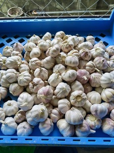 Best Quality <b>Fresh</b> Natural <b>Garlic</b> New Crop <b>Fresh</b> Normal White <b>Garlic</b> - Product Image 2