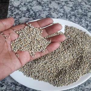 Produits agricoles nutritifs sains Millet blanc riche en protéines à long grain de qualité supérieure pour l'alimentation des oiseaux - Product Image 6