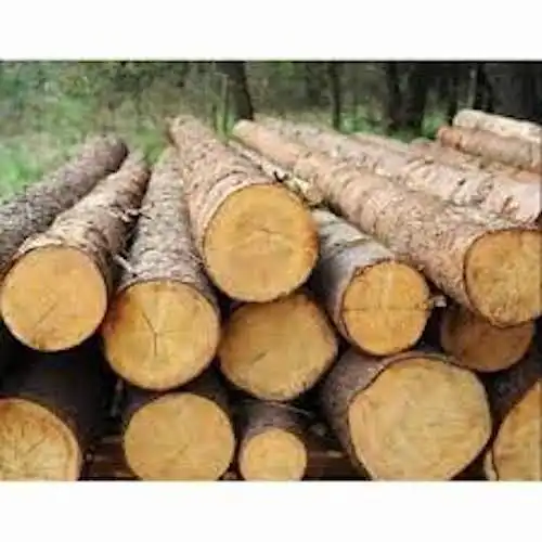 뜨거운 판매 저렴한 천연 유칼립투스 나무 통나무 유칼립투스 나무 통나무 최고 등급