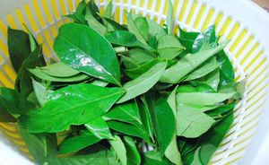 Feuille congelée de Clausena Indica IQF Emballage sous vide Approvisionnement du Vietnam - Product Image 5