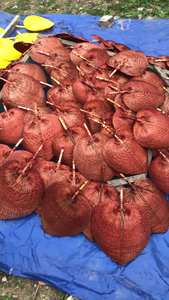 VIGIFARM VENTILADOR DE MANO DE BAMBÚ ECOLÓGICO PRODUCTOS DE FÁBRICA DE VIETNAM A BUEN PRECIO - Product Image 4