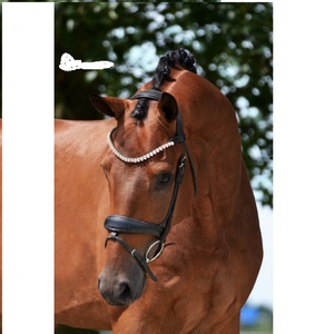 Bride anatomique Stanford pour chevaux Bride anatomique en cuir de cheval de qualité supérieure - Product Image 4