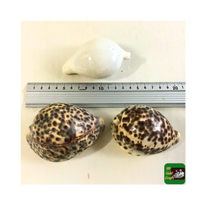 เปลือกหอยเสือขนาดใหญ่สีน้ำตาลดำขนาดเล็ก99สีทอง - Product Image 3