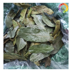 Feuille séchée de qualité A au corsop Premium, congé de corossol séché pour le thé, congé de corossol de Guanabana séché pour faire du thé - Product Image 4