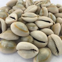 Coquille de cauri naturelle vide jaune et blanc, en vrac, prêt à être expédié, prix bas