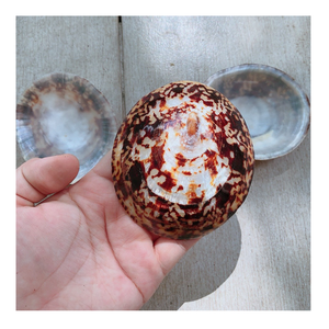 Conchas de Lapa costera de tendencia caliente para favores de boda, recuerdos encantadores para invitados con un giro playero con concha marina natural 100% - Product Image 3