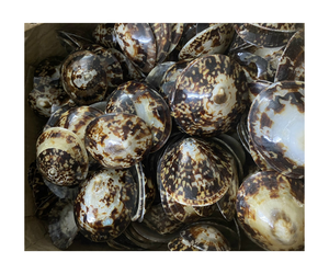 Le moins cher prix coquillage ovale patelle naturel séché propre coquillages Vietnam exportation coquillages - Product Image 1