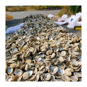 Coquille d'ormeau naturelle du Vietnam, pierre précieuse polie, bijoux d'inspiration océanique, fournitures de bricolage et décoration côtière créative - Product Image 5