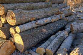 Bois de chauffage séché/Bois de chauffage de chêne/hêtre/frêne/épicéa/bois de feu de bouleau à vendre - Product Image 2