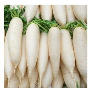 Hot Selling Price <b>Fresh</b> Vegetables <b>Radish</b> in Bulk - Product Image 5