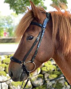 Frontal en cuir de qualité supérieure, confortable, de 6 mm, en forme de U, personnalisable, avec rembourrage design pour le nez, élégant pour l'équitation - Product Image 5