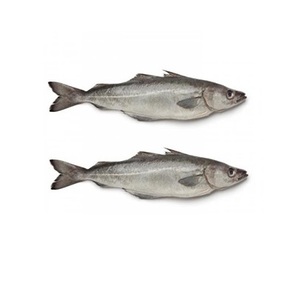 Saithe (Pez de Carbón) Congelado – Pescado Congelado Premium para Exportación Internacional - Product Image 1