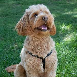 Custom Luxury Sport & Fashion Neoprene Dog <b>Harness</b> Vest Set Adjustable Pull-Free Collar <b>Leash</b> for Dogs - Product Image 3