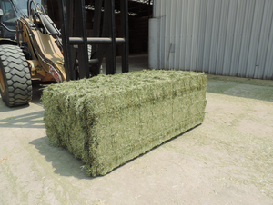 Foin d'alfalfa de qualité supérieure pour animaux à vendre - Product Image 5