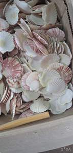 Mariscos de concha de vieira de alta calidad Conchas con media concha de vieira secas y limpias para decoración en stock + 84 767 550 132 - Product Image 4