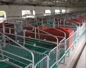 Jaula de parto de cerdos doble de tipo europeo, nuevo equipo agrícola para jaulas de cerdos en condiciones óptimas, esencial para la cría de animales - Product Image 5