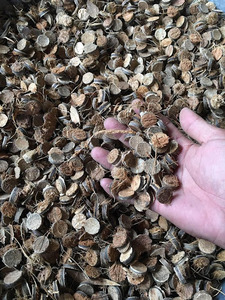 กระดุมกะลามะพร้าวกระดุมขัดทรงกลมแบบธรรมชาติ50มม. สีธรรมชาติแบบเรียบ - Product Image 3