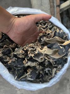 Seta de oreja de madera seca de alta calidad | Hongo negro orgánico de Vietnam - Product Image 4