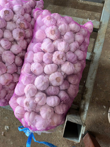 <b>Fresh</b> <b>Garlic</b> Without Stem Custom Packaging Available Upon Request - Product Image 4