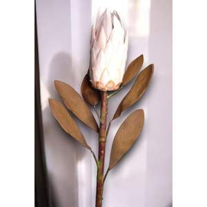 Loto reale Protea 86cm Krem - Product Image 2
