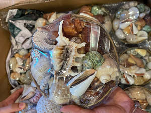 Modelo de Perla Pulida Natural Hecha a Mano, Decoración Elegante para el Hogar, Artículo Decorativo de Moda para Navidad y Graduación - Caryln - Product Image 4