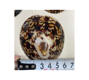 Lippet shell artisanat bijoux écologique fait à la main décoratif naturel en vrac en gros Vietnam Limpet shell fournisseur - Product Image 4