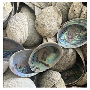 Acabado pulido de concha de abulón de alta calidad de Vietnam para joyería Marquetería Venta de material artesanal premium - Product Image 3