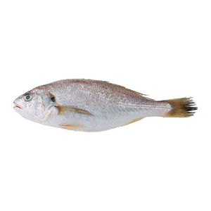 Filete de Salmón/Butterfish/Gemfish Congelado, Sin Piel, Sin Espinas, Corte Limpio, Bajo en Grasas, Bajo en Carbohidratos, Bajo en Sodio, Calidad Premium, Empaquetado a Granel - Product Image 6
