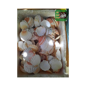 VENTES EN GROS RESSOURCES NATURELLES COQUILLES DE PÊTEAUX DES PLAGES POUR CADEAU NATURE BEAUTÉ COULEUR AVEC HAUTE QUALITÉ FABRIQUÉ AU VIETNAM - Product Image 2