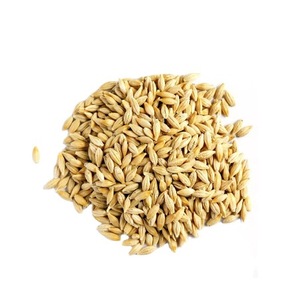 Organic Pure Barley <b>Grain</b> Wholesale Sale of Hulled Barley Malt <b>Grain</b> - Product Image 1