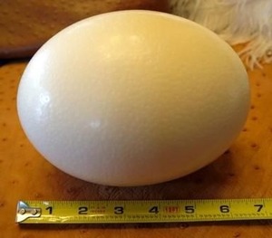 Best Quality Grade Ostrich Edible <b>Eggs</b> <b>Egg</b> White <b>Powder</b> Variety for Food Use - Product Image 6