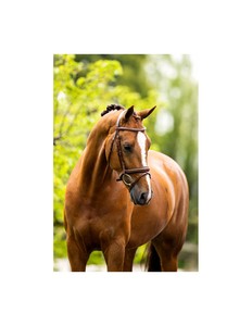 Brida de Cuero para Caballo al por Mayor con Riendas, Duradera, Cómoda, Equipo de Equitación Premium para Entrenamiento, Competición y Exhibición - Product Image 5