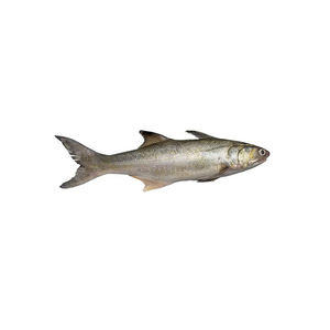 Se vende salmón atlántico redondo entero congelado de Bélgica - Product Image 4