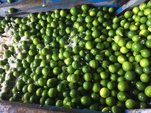 Chanh xanh tươi không hạt, chất lượng cao, giá tốt nhất, nhà cung cấp hàng đầu Việt Nam, trái cây họ cam quýt tươi, OEM 5kg 6kg ANNA DO - Product Image 2