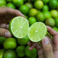 Citron vert biologique du Delta du Vietnam - Agrumes frais de haute qualité - Bon prix 2023/DC