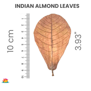 100% naturel séché indien Catappa plastique feuilles réservoir de poisson Aquarium accessoire Pack 250 en dessous de 10 cm / 3.93" - Product Image 2